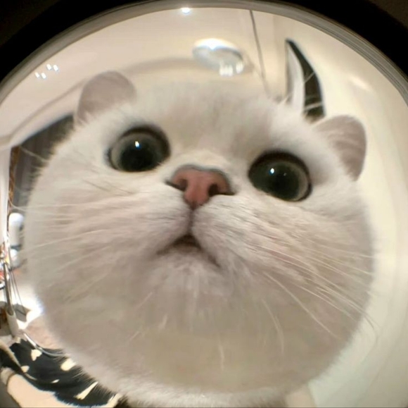 Meet your Posher, Sarita - Picture 1 of 1